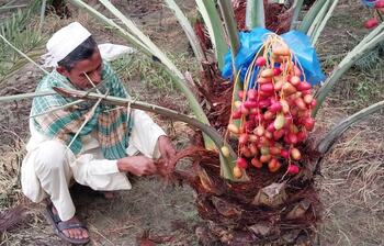 আরবের খেজুর ঝুলছে বাংলাদেশের গাছে