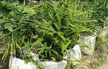 পেঁপের জমিতে বস্তায় আদা চাষ