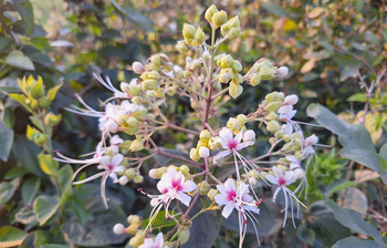 বসন্ত বাতাসে
