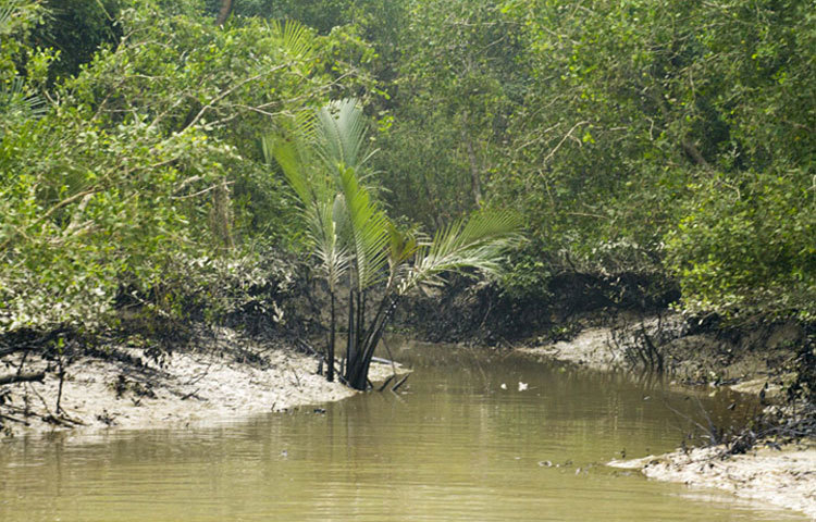 সুন্দরবনে ট্যাংকার দুর্ঘটনার পর ছড়িয়ে পড়ছে তেল এখনো কৃত্রিম পদ্ধতিতে সংগ্রহ করছেন স্থানীয় জনগণ