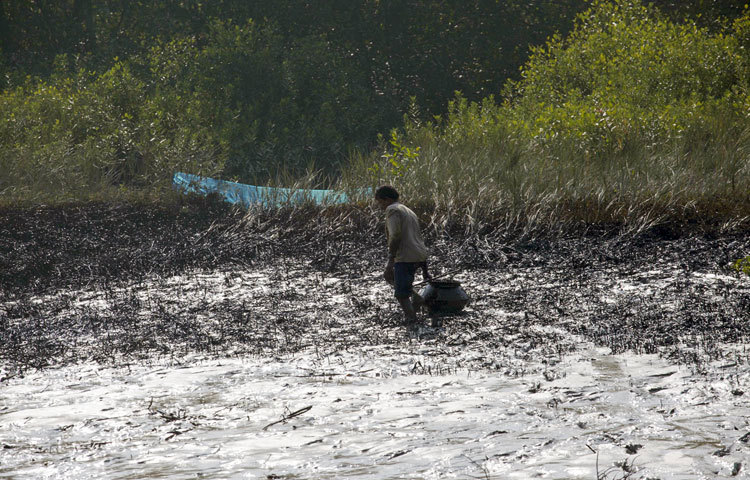 সুন্দরবনে ট্যাংকার দুর্ঘটনার পর ছড়িয়ে পড়ছে তেল এখনো কৃত্রিম পদ্ধতিতে সংগ্রহ করছেন স্থানীয় জনগণ