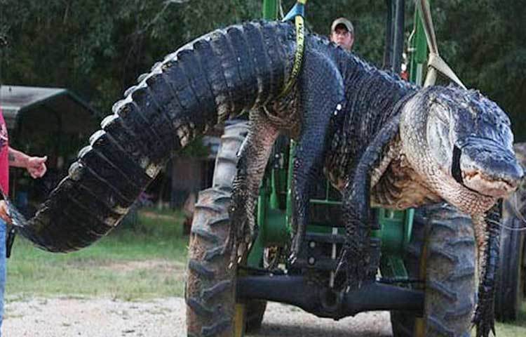 শিকারির জালে আটকা বিশ্বের সবচেয়ে বড় কুমির...