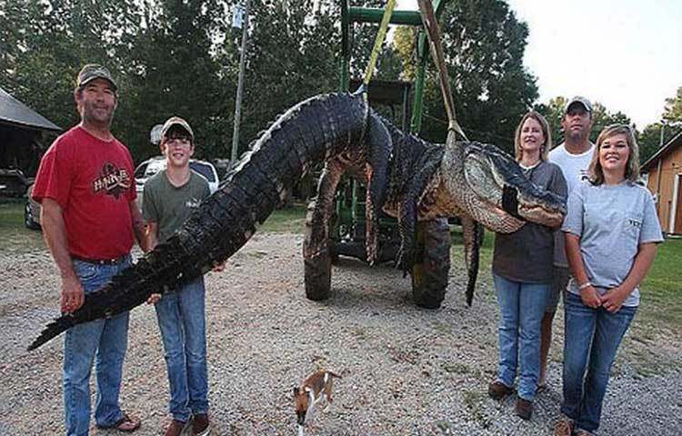 শিকারির জালে আটকা বিশ্বের সবচেয়ে বড় কুমির...
