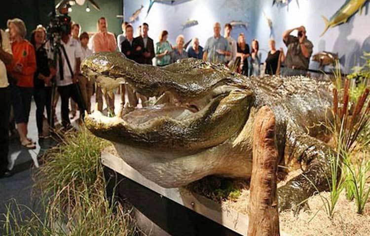 শিকারির জালে আটকা বিশ্বের সবচেয়ে বড় কুমির...