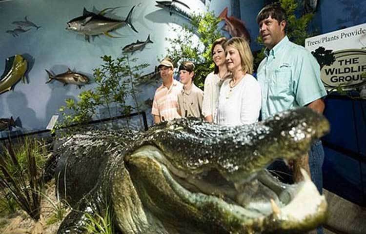 শিকারির জালে আটকা বিশ্বের সবচেয়ে বড় কুমির...