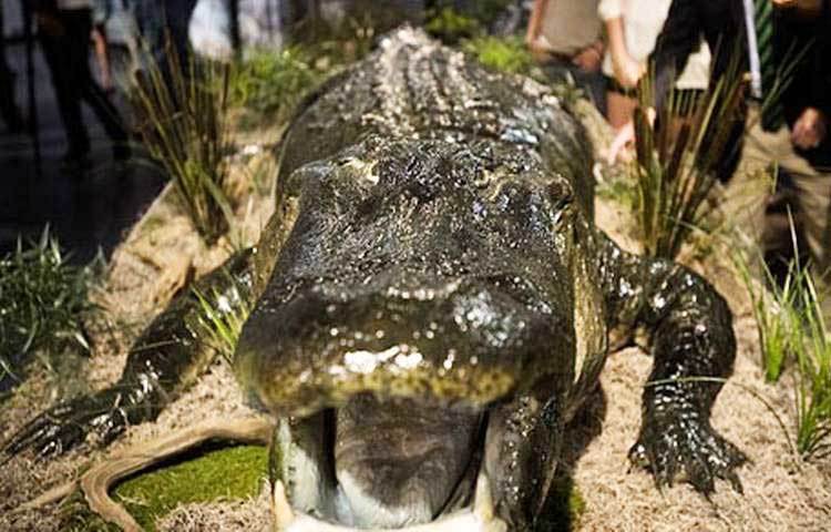শিকারির জালে আটকা বিশ্বের সবচেয়ে বড় কুমির...