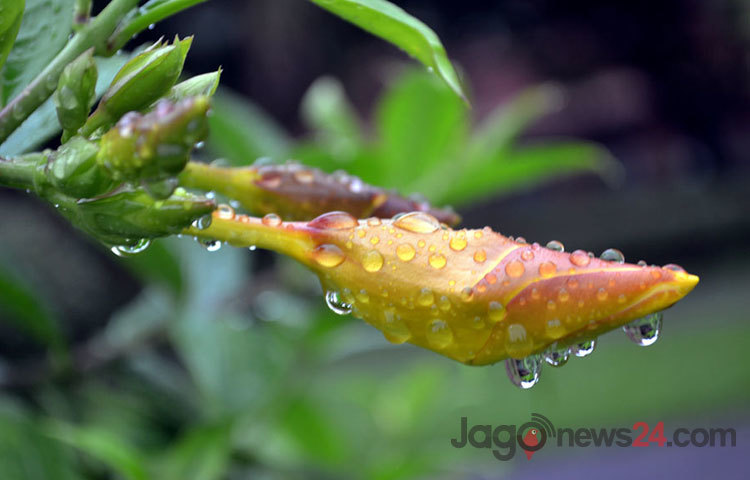 প্রকৃতি নিজেরমত করে সাজিয়ে তুলেছে। ছবিটি হাইকোর্ট এলাকা থেকে তোলা