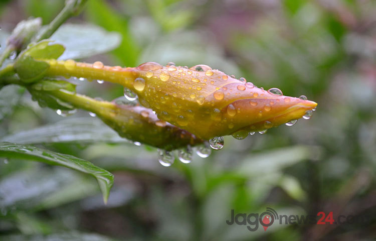 প্রকৃতি নিজেরমত করে সাজিয়ে তুলেছে। ছবিটি হাইকোর্ট এলাকা থেকে তোলা