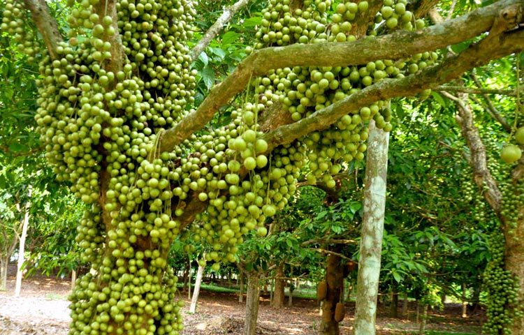 রসালো ফল লটকনের যত্ন নিচ্ছেন এক বাগান মালিক। ছবিটি নরসিংদীর রায়পুরার লাকপুর এলাকা থেকে তোলা