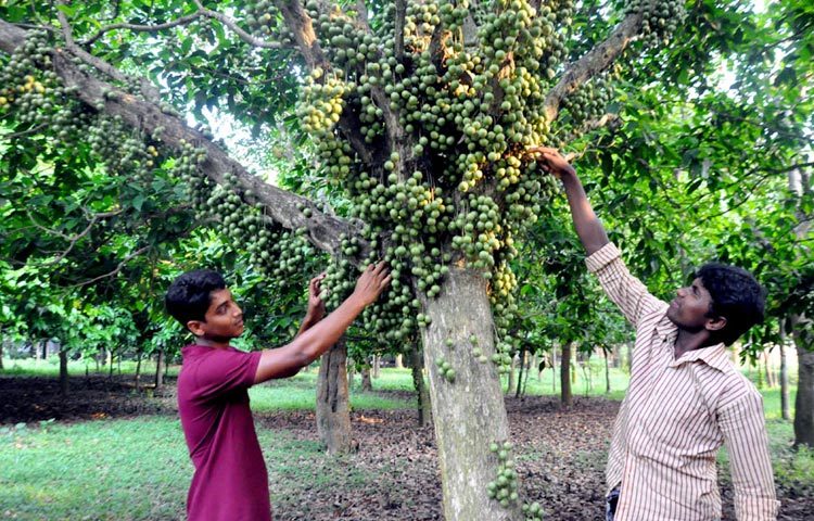 রসালো ফল লটকনের যত্ন নিচ্ছেন এক বাগান মালিক। ছবিটি নরসিংদীর রায়পুরার লাকপুর এলাকা থেকে তোলা