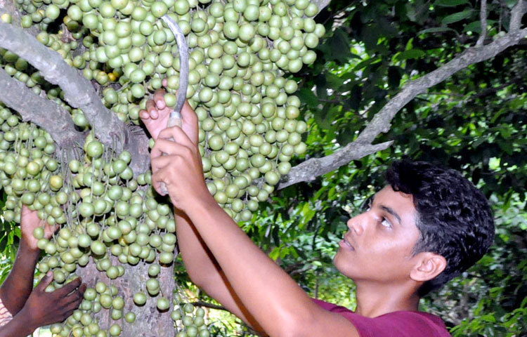 রসালো ফল লটকনের যত্ন নিচ্ছেন এক বাগান মালিক। ছবিটি নরসিংদীর রায়পুরার লাকপুর এলাকা থেকে তোলা