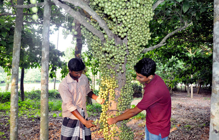 রসালো ফল লটকনের যত্ন নিচ্ছেন এক বাগান মালিক। ছবিটি নরসিংদীর রায়পুরার লাকপুর এলাকা থেকে তোলা