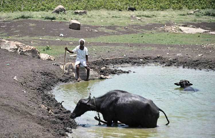 তাপদাহে সবচেয়ে বেশি দুর্বিষহ অবস্থায় রয়েছে অন্ধ্রপ্রদেশের মানুষ....