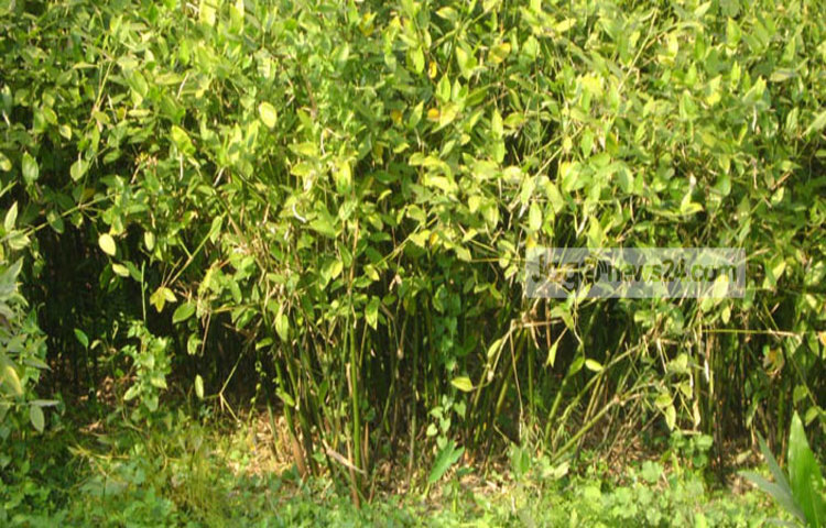 Jhalakathi-shital-pati