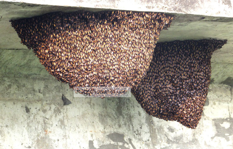 &lsquo;মৌমাছি মৌমাছি, কোথা যাও নাচি নাচি&rsquo;- মৌচাক দেখলেই এই কবিতার কথা মনে পড়ে যায়। সম্প্রতি মৌচাকের ছবিগুলো শরীয়তপুরের ডামুড্যা হাঁট গ্রামের উঁচা ব্রিজ থেকে তুলেছেন মো. ছগির হোসেন।