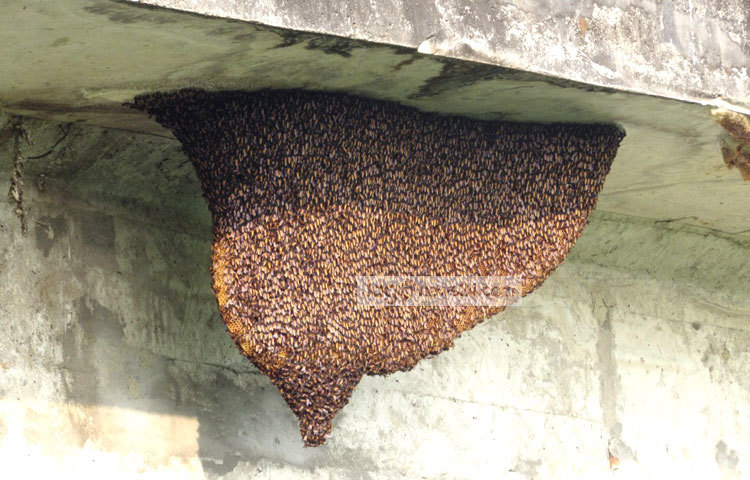 মৌমাছিরা এখন ফুলে ফুলে উড়ে মধু আহরণে ব্যস্ত সময় কাটাচ্ছে। সম্প্রতি মৌচাকের ছবিগুলো শরীয়তপুরের ডামুড্যা হাঁট গ্রামের উঁচা ব্রিজ থেকে তুলেছেন মো. ছগির হোসেন।