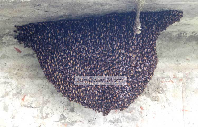 পৃথিবীর সবচেয়ে মিষ্টি খাদ্যের নাম বলতেই চলে আসবে মধুর নাম। সম্পূর্ণ প্রাকৃতিকভাবে মধু তৈরির কৃতিত্ব পুরোটাই মৌমাছির। সম্প্রতি মৌচাকের ছবিগুলো শরীয়তপুরের ডামুড্যা হাঁট গ্রামের উঁচা ব্রিজ থেকে তুলেছেন মো. ছগির হোসেন।