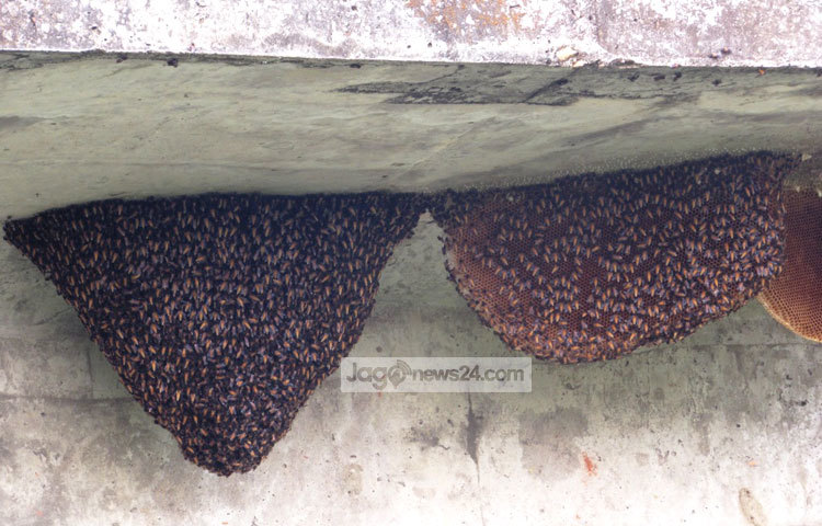 &lsquo;মৌমাছি মৌমাছি, কোথা যাও নাচি নাচি&rsquo;- মৌচাক দেখলেই এই কবিতার কথা মনে পড়ে যায়। সম্প্রতি মৌচাকের ছবিগুলো শরীয়তপুরের ডামুড্যা হাঁট গ্রামের উঁচা ব্রিজ থেকে তুলেছেন মো. ছগির হোসেন।