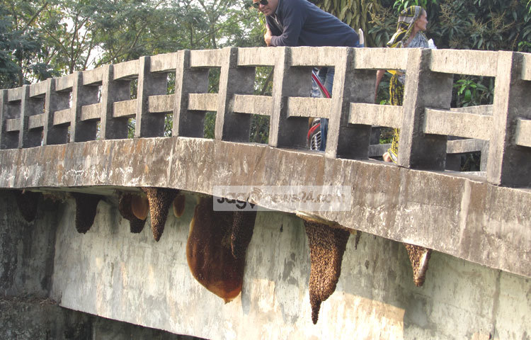 &lsquo;মৌমাছি মৌমাছি, কোথা যাও নাচি নাচি&rsquo;- মৌচাক দেখলেই এই কবিতার কথা মনে পড়ে যায়। সম্প্রতি মৌচাকের ছবিগুলো শরীয়তপুরের ডামুড্যা হাঁট গ্রামের উঁচা ব্রিজ থেকে তুলেছেন মো. ছগির হোসেন।