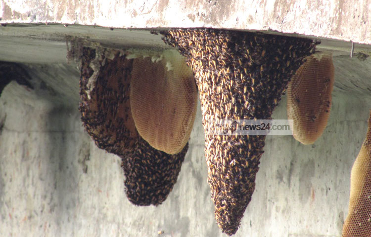 &lsquo;মৌমাছি মৌমাছি, কোথা যাও নাচি নাচি&rsquo;- মৌচাক দেখলেই এই কবিতার কথা মনে পড়ে যায়। সম্প্রতি মৌচাকের ছবিগুলো শরীয়তপুরের ডামুড্যা হাঁট গ্রামের উঁচা ব্রিজ থেকে তুলেছেন মো. ছগির হোসেন।