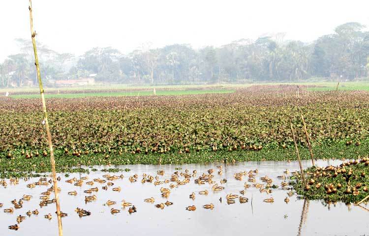 শীত পুরোপুরি যায়নি। তাই অতিথি পাখিরা এখনও এদেশের অনেক জলাশয়ে রয়েছে।কয়েকদিন পরেই এ সব অতিথি পাখি আপন গন্তব্যে উড়ে যাবে। সোমবার শরীয়তপুরের বেপারী পাড়ার হাওর থেকে ছবিটি তুলেছেন ছগির হোসেন