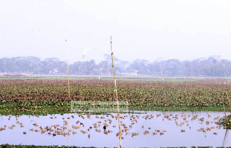 শীত পুরোপুরি যায়নি। তাই অতিথি পাখিরা এখনও এদেশের অনেক জলাশয়ে রয়েছে।কয়েকদিন পরেই এ সব অতিথি পাখি আপন গন্তব্যে উড়ে যাবে। সোমবার শরীয়তপুরের বেপারী পাড়ার হাওর থেকে ছবিটি তুলেছেন ছগির হোসেন
