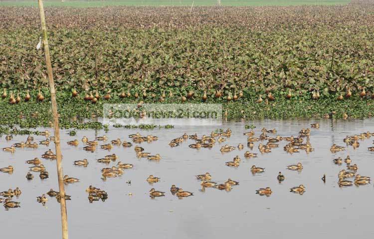 শীত পুরোপুরি যায়নি। তাই অতিথি পাখিরা এখনও এদেশের অনেক জলাশয়ে রয়েছে।কয়েকদিন পরেই এ সব অতিথি পাখি আপন গন্তব্যে উড়ে যাবে। সোমবার শরীয়তপুরের বেপারী পাড়ার হাওর থেকে ছবিটি তুলেছেন ছগির হোসেন