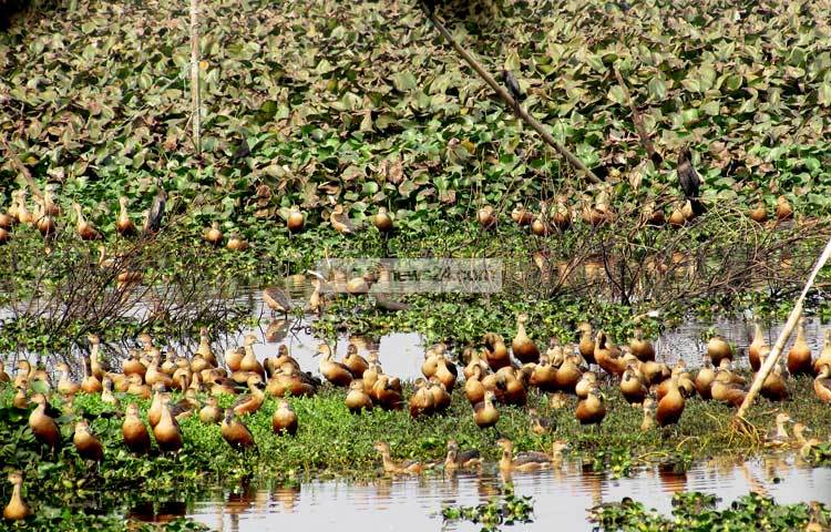 শীত পুরোপুরি যায়নি। তাই অতিথি পাখিরা এখনও এদেশের অনেক জলাশয়ে রয়েছে।কয়েকদিন পরেই এ সব অতিথি পাখি আপন গন্তব্যে উড়ে যাবে। সোমবার শরীয়তপুরের বেপারী পাড়ার হাওর থেকে ছবিটি তুলেছেন ছগির হোসেন
