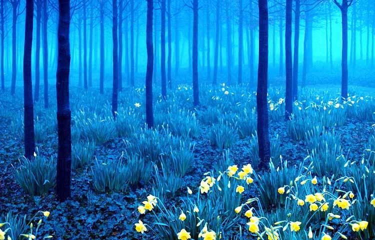 ব্লাক ফরেস্ট : সুন্দর এই জায়গাটি জার্মানিতে অবস্থিত।