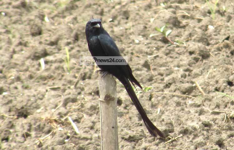 ফিঙে পাখির লেজ অনেক লম্বা হয়ে থাকে। এ পাখিকে দেখেই বুঝি কবি লিখেছিলেন,-&lsquo;আয়রে পাখি লেজ ঝোলা, তোরে দেবো দুধ কলা, খাবিদাবি কলকলাবি, খোকাকে তুই ঘুমপাড়াবি।&rsquo; ছবি : মো. ছগির হোসেন।
