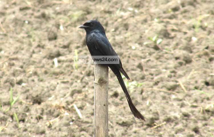 ফিঙে পাখি অস্থির প্রকৃতির। তাই এ পাখি এক জায়গায় বেশি সময় বসে থাকে না। ছবি : মো. ছগির হোসেন।