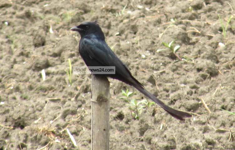 ফিঙে পাখি রাজকীয় কাক হিসেবে সমধিক পরিচিত। ছবি : মো. ছগির হোসেন।