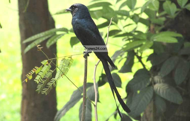 পাতার আড়ালে লুকিয়ে থাকতে পছন্দ করে ফিঙে পাখি। ছবি : মো. ছগির হোসেন।
