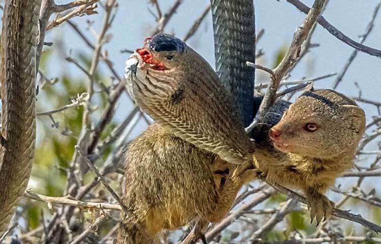 বুমস্ল্যাংগ হচ্ছে সবচেয়ে বিষধর সাপ। সেই সঙ্গে এটি সুদক্ষ শিকারী সাপ হিসেবেও পরিচতি। এ সাপের সামনে কোনো প্রাণীর পড়লে তার রক্ষা নেই। কিন্তু দক্ষিণ আফ্রিকার ইতোশা ন্যাশনাল পার্কে এই সাপটি নিজেই ক্ষুধার্ত বেজির শিকারে পরিণত হয়েছে। ছবি : আই লাভ আফ্রিকা