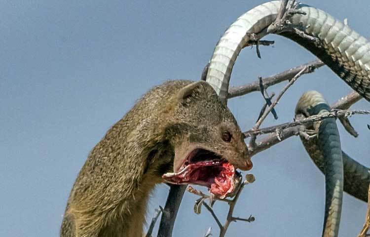 বুমস্ল্যাংগ হচ্ছে সবচেয়ে বিষধর সাপ। সেই সঙ্গে এটি সুদক্ষ শিকারী সাপ হিসেবেও পরিচতি। এ সাপের সামনে কোনো প্রাণীর পড়লে তার রক্ষা নেই। কিন্তু দক্ষিণ আফ্রিকার ইতোশা ন্যাশনাল পার্কে এই সাপটি নিজেই ক্ষুধার্ত বেজির শিকারে পরিণত হয়েছে। ছবি : আই লাভ আফ্রিকা