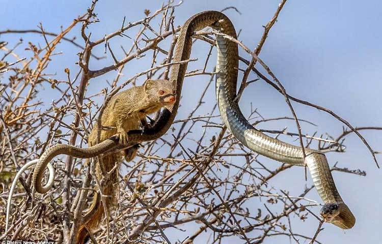 ছোট খাটো বেজিটিকে দেখে বুমস্ল্যাংগ সাপটি প্রথমে ধারণা করেছিলো এটি সে মুহূর্তেই শিকার করে ফেলবে। তাই প্রথমে বুমস্ল্যাংগ খুব একটা গা করেনি। এ কারণেই সে মুহূতেই বেজিটির শিকারে পরিণত হয়ে গেছে। ছবি : আই লাভ আফ্রিকা