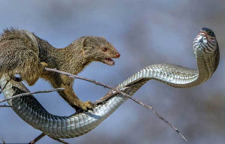 ছোট খাটো বেজিটিকে দেখে বুমস্ল্যাংগ সাপটি প্রথমে ধারণা করেছিলো এটি সে মুহূর্তেই শিকার করে ফেলবে। তাই প্রথমে বুমস্ল্যাংগ খুব একটা গা করেনি। এ কারণেই সে মুহূতেই বেজিটির শিকারে পরিণত হয়ে গেছে। ছবি : আই লাভ আফ্রিকা