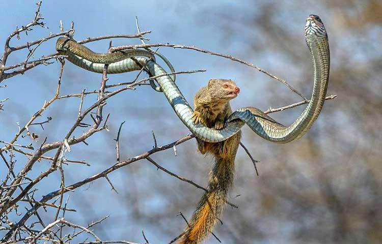 বুমস্ল্যাংগ হচ্ছে সবচেয়ে বিষধর সাপ। সেই সঙ্গে এটি সুদক্ষ শিকারী সাপ হিসেবেও পরিচতি। এ সাপের সামনে কোনো প্রাণীর পড়লে তার রক্ষা নেই। কিন্তু দক্ষিণ আফ্রিকার ইতোশা ন্যাশনাল পার্কে এই সাপটি নিজেই ক্ষুধার্ত বেজির শিকারে পরিণত হয়েছে। ছবি : আই লাভ আফ্রিকা