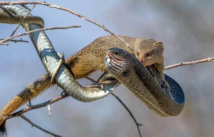 ছোট খাটো বেজিটিকে দেখে বুমস্ল্যাংগ সাপটি প্রথমে ধারণা করেছিলো এটি সে মুহূর্তেই শিকার করে ফেলবে। তাই প্রথমে বুমস্ল্যাংগ খুব একটা গা করেনি। এ কারণেই সে মুহূতেই বেজিটির শিকারে পরিণত হয়ে গেছে। ছবি : আই লাভ আফ্রিকা