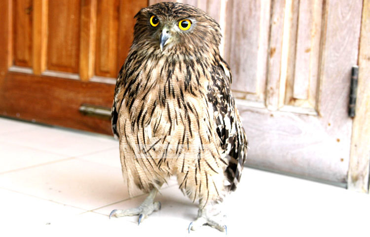 বিরল প্রজাতির খয়রা মেছোপ্যাঁচার কানঝুঁটি সমান্তরাল ও ভোঁতা। মাথা ও কাঁধ মোশানো। ডানা অতি সরু কালচে-বাদামী দাগ। কপালে সরু সাদাটে রেখা ও ডানার প্রান্তে সারি সারি কালো লাইন রয়েছে। এটি গুরুগম্ভীর ও ফাঁপা কন্ঠে &lsquo;বু-বুম&rsquo; ধ্বনিতে ডাকে। খয়রা মেছোপ্যাঁচার ছবিটি সম্প্রতি ঠাকুরগাঁও জেলা সদর থেকে তুলেছন জাগোনিউজ প্রতিনিধি রবিউল এহ্সান রিপন