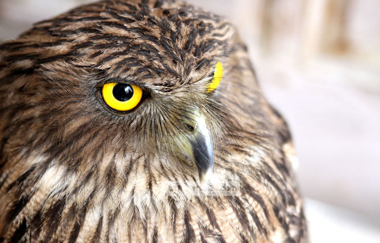 বিরল প্রজাতির খয়রা মেছোপ্যাঁচার কানঝুঁটি সমান্তরাল ও ভোঁতা। মাথা ও কাঁধ মোশানো। ডানা অতি সরু কালচে-বাদামী দাগ। কপালে সরু সাদাটে রেখা ও ডানার প্রান্তে সারি সারি কালো লাইন রয়েছে। এটি গুরুগম্ভীর ও ফাঁপা কন্ঠে &lsquo;বু-বুম&rsquo; ধ্বনিতে ডাকে। খয়রা মেছোপ্যাঁচার ছবিটি সম্প্রতি ঠাকুরগাঁও জেলা সদর থেকে তুলেছন জাগোনিউজ প্রতিনিধি রবিউল এহ্সান রিপন