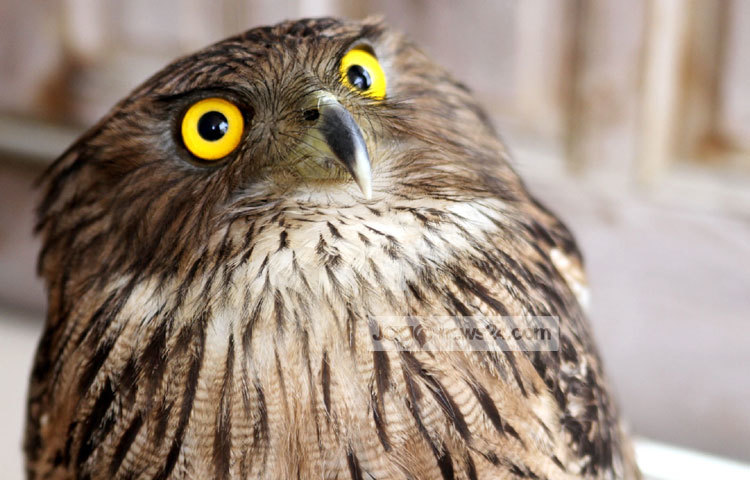 বিরল প্রজাতির খয়রা মেছোপ্যাঁচার কানঝুঁটি সমান্তরাল ও ভোঁতা। মাথা ও কাঁধ মোশানো। ডানা অতি সরু কালচে-বাদামী দাগ। কপালে সরু সাদাটে রেখা ও ডানার প্রান্তে সারি সারি কালো লাইন রয়েছে। এটি গুরুগম্ভীর ও ফাঁপা কন্ঠে &lsquo;বু-বুম&rsquo; ধ্বনিতে ডাকে। খয়রা মেছোপ্যাঁচার ছবিটি সম্প্রতি ঠাকুরগাঁও জেলা সদর থেকে তুলেছন জাগোনিউজ প্রতিনিধি রবিউল এহ্সান রিপন