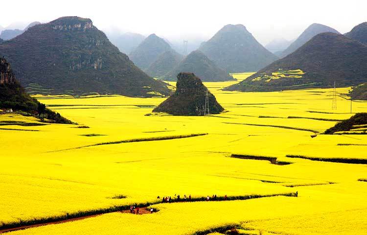 ক্যানোলা ফ্লোয়ার ফিল্ড : চায়নার এই ফুলের বাগানটি ভ্রমণ পিপাসুদের মন জয় করবে।