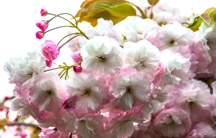 চেরি ফুল : বিশ্বের প্রায় সব দেশেই এটির অনেক কদর রয়েছে।