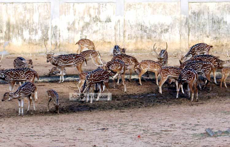 চিড়িয়াখানায় গেলে দেখা মিলবে মায়াবী হরিণের। ছবি : বিপ্লব দিক্ষিৎ।