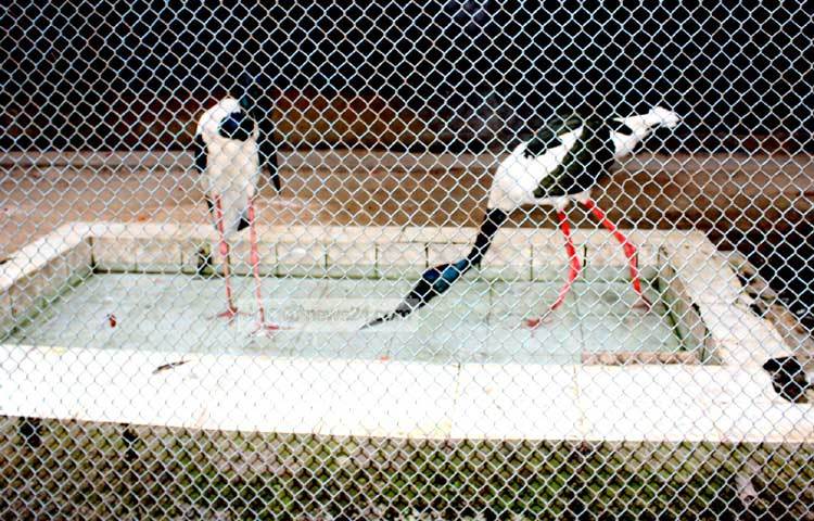 চিড়িয়াখানায় প্রতিদিন প্রায় ১০ থেকে ১২ হাজার দর্শনার্থী ঘুরতে আসে। ছবি : বিপ্লব দিক্ষিৎ।