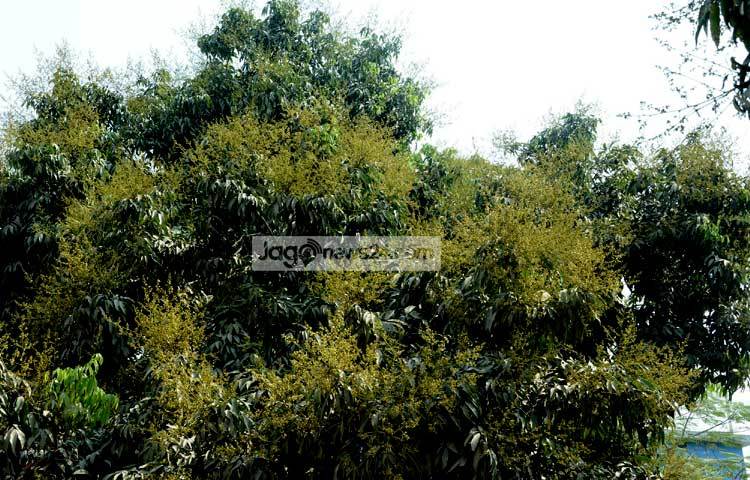 মাসখানেক পরেই বাজারে দেখা যাবে রসালো লিচুর সমারোহ। লিচুর মুকুল সে কথারই জানান দিচ্ছে। দিনাজপুরের একটি লিচু বাগান থেকে ছবিটি তুলেছেন জাগোনিউজের প্রতিনিধি-এমদাদুল হক মিলন