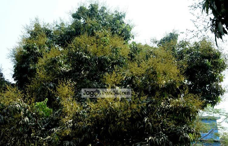 সুস্বাদু ফল হিসেবে লিচুর জুড়িমেলা ভার। তবে লিচুর কথা শুনলে অনেকের মনেই কাজী নজরুল ইসলামের &lsquo;লিচু চোর&rsquo; কবিতার কথা মনে পড়ে যায়। শৈশব কৈশোরে আমরাও অনেকে হয়তো লিচু চুরির কাজে জড়িত ছিলাম! দিনাজপুরের একটি লিচু বাগান থেকে ছবিটি তুলেছেন জাগোনিউজের প্রতিনিধি-এমদাদুল হক মিলন