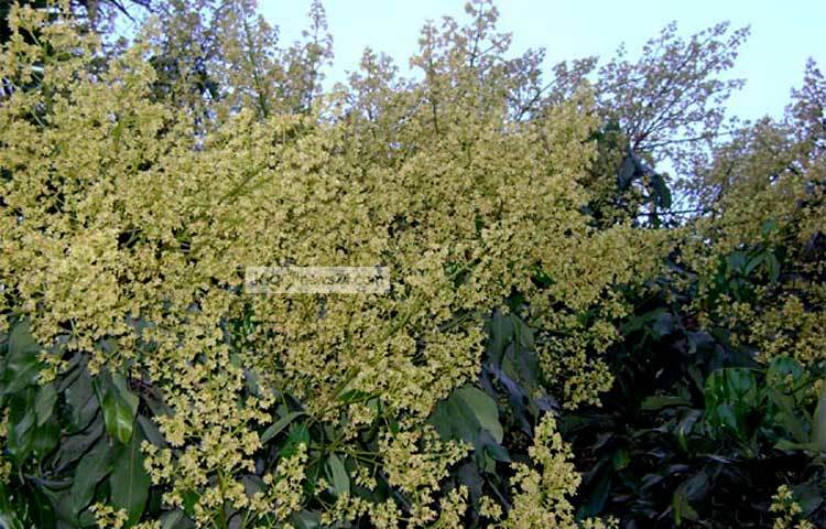 লিচু রাজ্য হিসেবে পরিচিত দিনাজপুরে দিন দিন লিচু চাষ বাড়ছে। জেলার প্রতিটি লিচু গাছে শোভা পাচ্ছে থোকা থোকা মুকুল। ফলে এবার মধু মাসের ফল লিচুর বাম্পার ফলনের সম্ভাবনা দেখা দিয়েছে। দিনাজপুরের একটি লিচু বাগান থেকে ছবিটি তুলেছেন জাগোনিউজের প্রতিনিধি-এমদাদুল হক মিলন