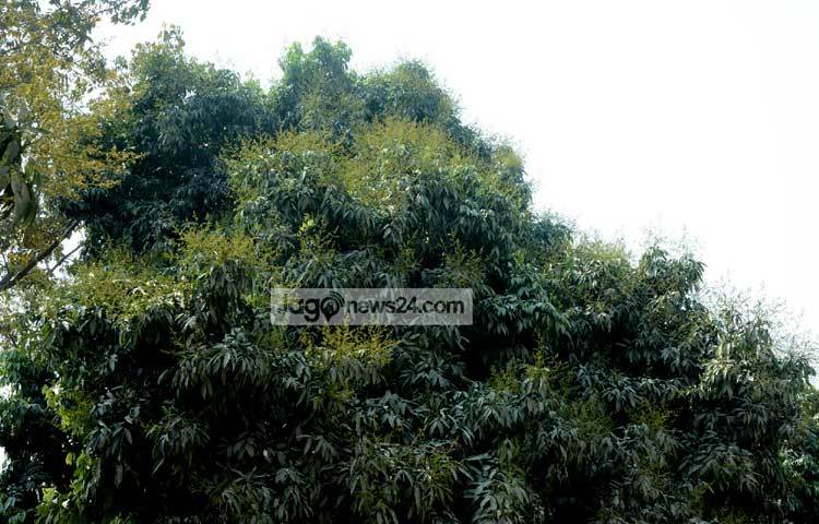 লিচু রাজ্য হিসেবে পরিচিত দিনাজপুরে দিন দিন লিচু চাষ বাড়ছে। জেলার প্রতিটি লিচু গাছে শোভা পাচ্ছে থোকা থোকা মুকুল। ফলে এবার মধু মাসের ফল লিচুর বাম্পার ফলনের সম্ভাবনা দেখা দিয়েছে। দিনাজপুরের একটি লিচু বাগান থেকে ছবিটি তুলেছেন জাগোনিউজের প্রতিনিধি-এমদাদুল হক মিলন